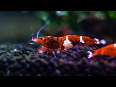 Видео: Запускаем креветочную стойку на грунтах и препаратах Prodibio и фильтрах Tetra.