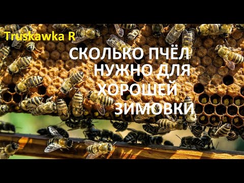 Видео: #Пчёлы. Достаточно ли три улочки пчёл для зимовки. Какие последствия слабых семей зимой.