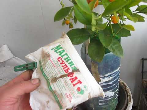 Видео: Выращивание каламондина без секретов