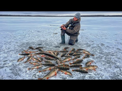 Видео: ЭТО КАК ВО СНЕ!! ЩУКИ И ОКУНИ ОБЕЗУМЕЛИ И ПРУТ С ОДНОЙ ЛУНКИ! Первый лёд в Якутии.