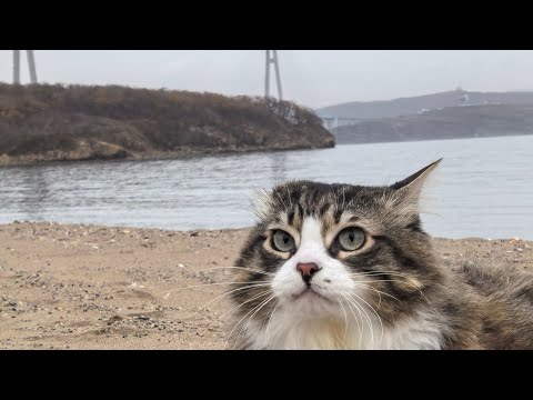 Видео: Морской день