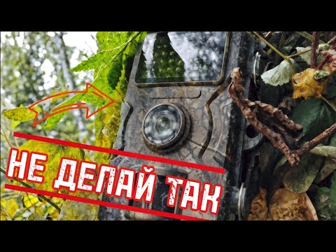 Видео: 📸 ФОТОЛОВУШКА простояла 20 дней В ЛЕСУ 🌄