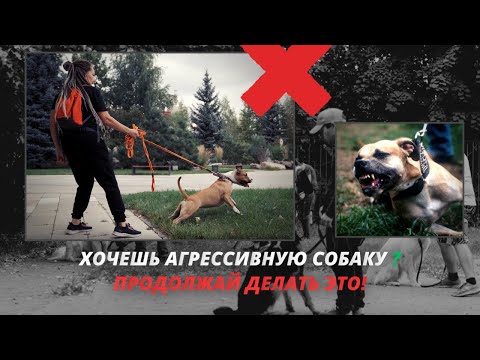 Видео: Коррекция агрессивного амстаффа / Девочка стафф проявляет агрессию к другим собакам.