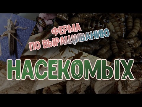 Видео: ВЫРАЩИВАНИЕ НАСЕКОМЫХ  | СЕКРЕТЫ И ОСОБЕННОСТИ НЕОБЫЧНОГО БИЗНЕСА