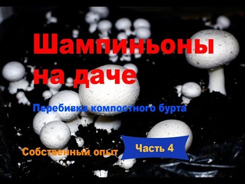 Видео: Шампиньоны на даче. Часть 4. Перебивка бурта с компостом