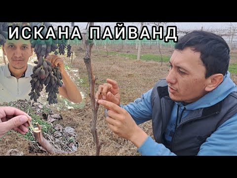 Видео: Узум пайванд килиш искана пайванд