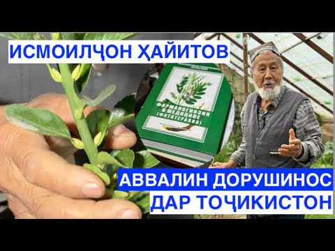 Видео: АВВАЛИН ДОРУШИНОС