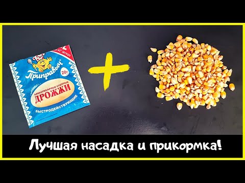 Видео: Ферментированная кукуруза | Пьяная кукуруза | Эта кукуруза реально работает