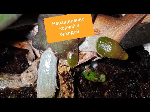 Видео: КОРНИ орхидей растут как НА ДРОЖЖАХ ☺.От чего? БЫСТРОЕ восстановление и наращивание корней у орхидей