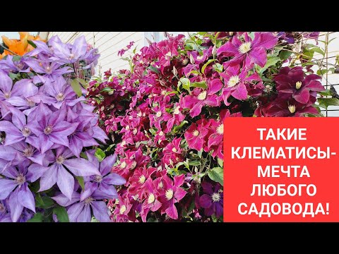 Видео: ТАКИЕ КЛЕМАТИСЫ - МЕЧТА ЛЮБОГО САДОВОДА! ПРИГЛАШАЮ НА ПРОГУЛКУ В МОЙ САД!