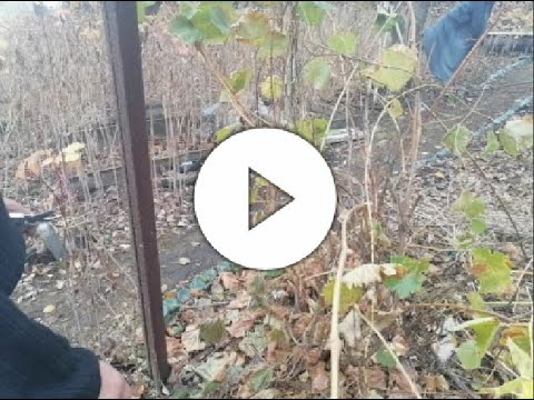 Видео: Осенняя посадка черенков винограда в грунт на постоянное место (Autumn planting of grape cuttings)