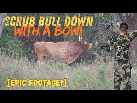 Видео: «Охота с луком на гигантского кустарникового быка в Австралии (убойный выстрел + кабан)»