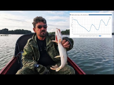 Видео: ВОДА ПРЕТ, клюют одни ШНУРКИ. Рыбалка на Оби ( Сузун ) 20 августа 2023г.