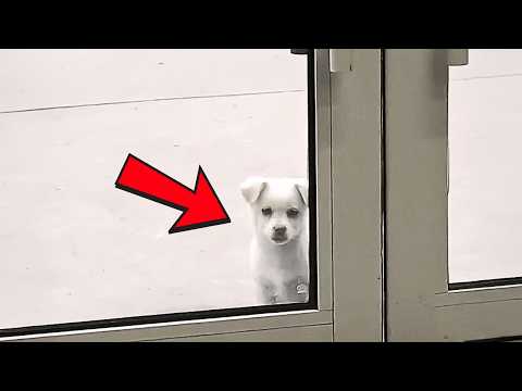 Видео: Пугливый щенок вежливо сидит у входа в ресторан, надеясь взглядом, что хозяин даст ему немного еды.