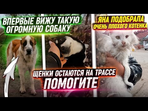 Видео: Малыши погибают в полях. Яна подобрала котёнка в очень плохом состоянии.Ориону вроде легче, но нет😭