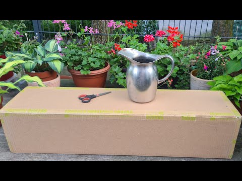 Видео: Пополнение коллекции хост / Питомник Франсен #julia_i_sad #collection #2024 #fransen #niederlande