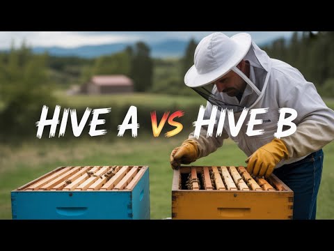 Видео: Быстро и вкусно: как поймать рой пчел за один день!