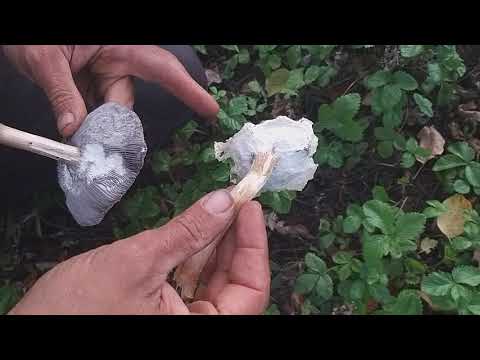 Видео: Золотой ранет, мцарское и груша алматинка,вот такой репортаж про лесные яблони