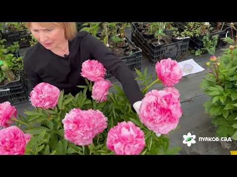 Видео: Pink Cotton Candy peony. Пинк Коттон Кэнди пион. Пулков сад (2025 г.)
