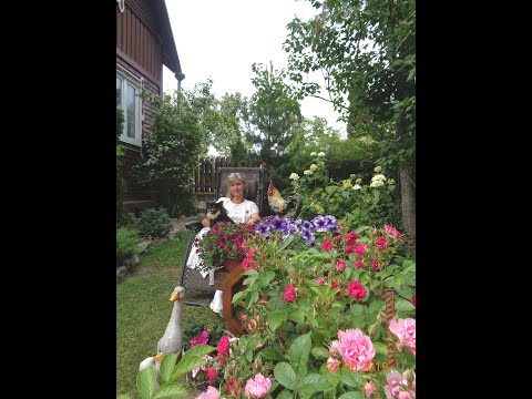 Видео: 1-я часть-САД  ЛЮДМИЛЫ В ОСИНОВОЙ РОЩЕ - Санкт - Петербург-В КОНТАКТЕ-https://vk.com/id127371941