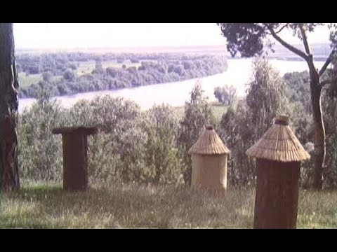 Видео: Пчелиные истории