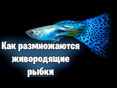 Видео: КАК РАЗМНОЖАЮТСЯ ЖИВОРОДЯЩИЕ РЫБКИ - аквариумистика