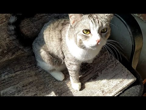 Видео: Воспитательный момент с котами обычно не удаётся