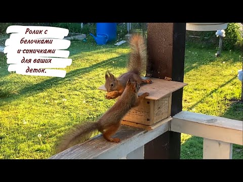 Видео: Ролик с белочками и синичками для ваших деток.