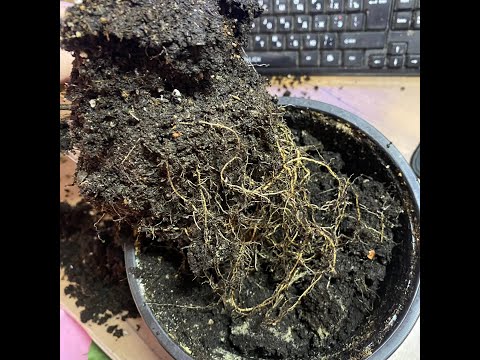 Видео: Не покупайте тут клематисы  Продавец с Авито Журналы Бурда