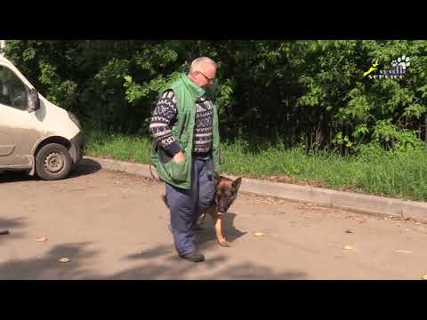 Видео: Тригер 64, Баранки, копчёная камбала и мяч