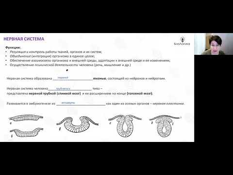 Видео: Лекция 39  Рефлексы  Спинной мозг