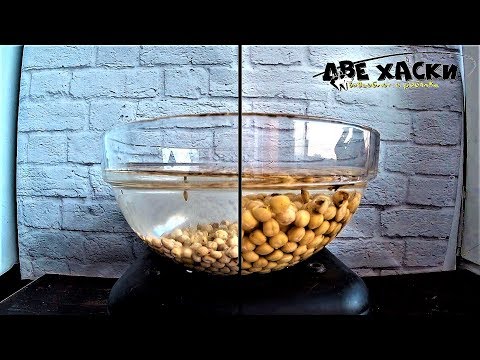 Видео: КАК ПРИГОТОВИТЬ ГОРОХ ДЛЯ РЫБАЛКИ. БЫСТРО И ПРОСТО!