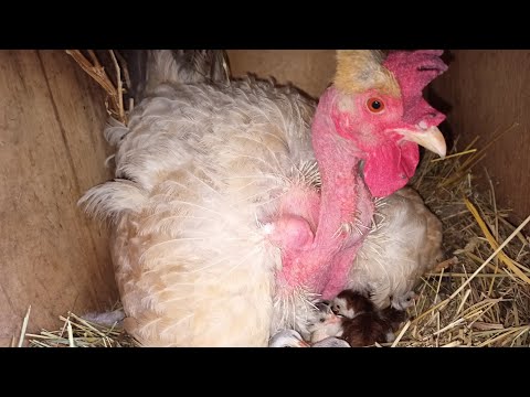 Видео: ДОГЛЯД ЗА КУРЧАТАМИ ЯКИХ ВИВЕЛА КВОЧКА, ПРОПОЙКА,ТА ЧИМ ГОДУВАТИ?