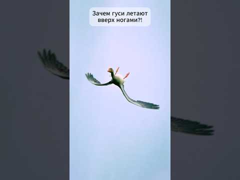 Видео: Почему гуси летают вверх ногами? 🪿