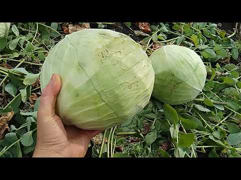Видео: ЯК і КОЛИ збирати капусту щоб добре зберігалася / Врожай 2023