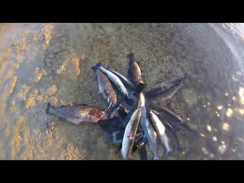 Видео: 120км.  21.10.2018г. Подводная охота. Каспийское море Актау.