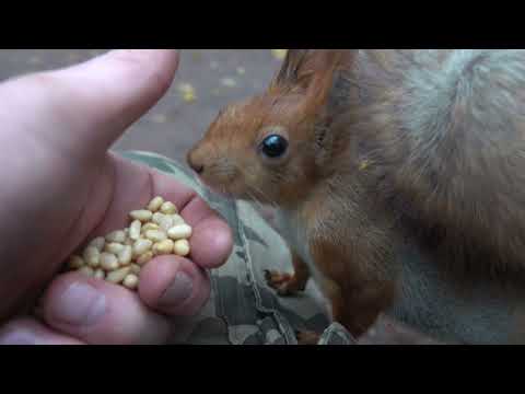 Видео: Молодые белки. Вечерняя зарисовка / Young squirrels. Evening sketch