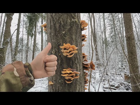 Видео: ❗ К ЧЁРТУ ДИВАН, ЗИМА ВРЕМЯ СБОРА ГРИБОВ в ПОДМОСКОВЬЕ!👉ГРИБЫ в ДЕКАБРЕ 2024