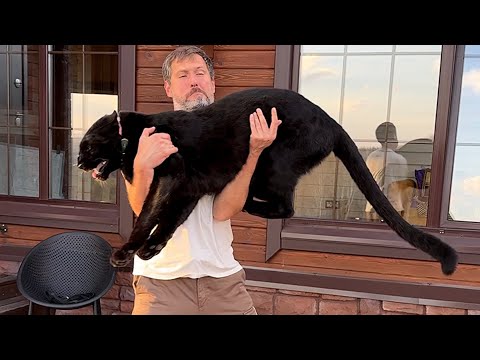 Видео: Сколько весит взрослая пантера 😸 Взвешиваем Луну и Вензу