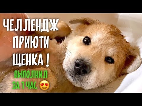 Видео: Взял щенка, нашел семью ❤️. Летит в Москву.