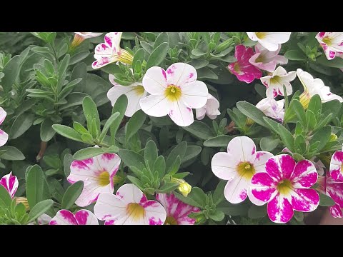 Видео: калибрахоа#пересадка#грунт