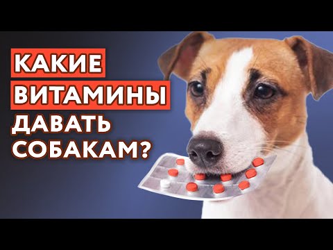 Видео: Какие витамины давать собакам? Когда НЕ НУЖНО давать витамины собакам?