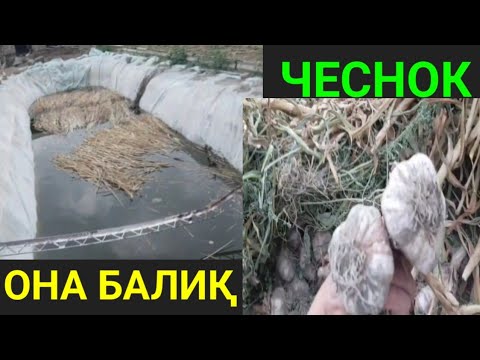 Видео: Илон балиқ маткаси. Чеснокларимиз пишди.