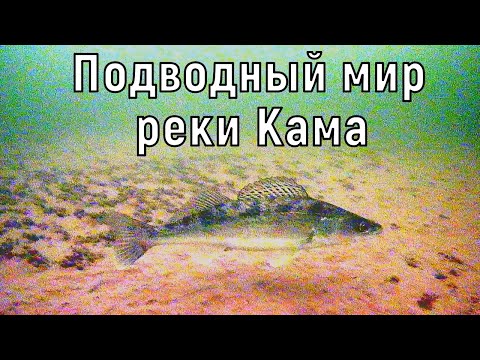 Видео: Подводный мир реки Кама.  СОТНИ СУДАКОВ!!!!