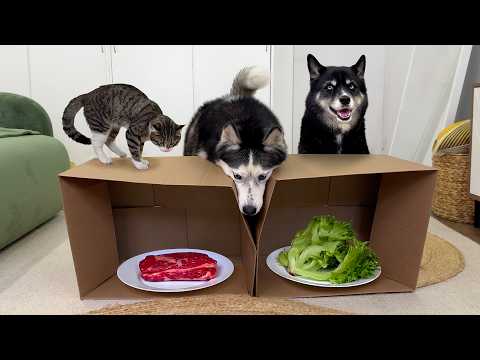 Видео: Мясо или салат? Хаски и котёнок выбирают ужин вслепую