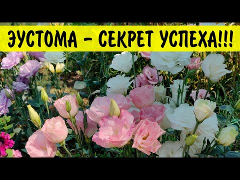 Видео: Эустома от А до Я - подробная инструкция по выращиванию эустомы! Всё про уход!