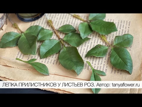 Видео: ЛЕПКА ПРИЛИСТНИКОВ У ЛИСТЬЕВ РОЗ. Автор: tanyaflower.ru