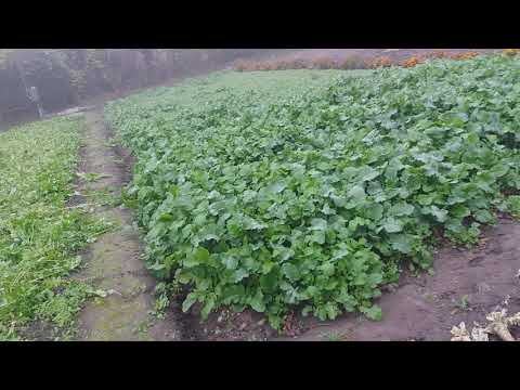 Видео: ГОРЧИЦА УЖЕ ПО ПОЯС РЕШИЛИ КОСИТЬ .  ЧАСТЬ.1-Я.