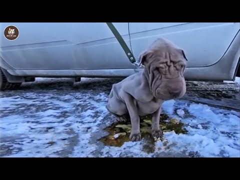 Видео: Никогда прежде не любимый, он молча плакал, когда его обнимали и целовали.