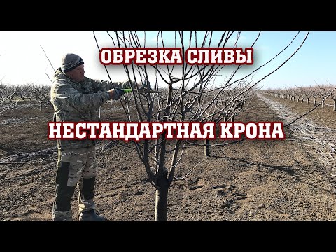 Видео: Обрезка сливы / нестандарная крона